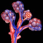 Struttura degli alveoli e afflusso di sangue — Foto stock