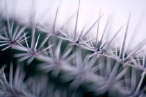 Primo piano delle spine di cactus sulle piante . — Foto stock