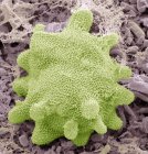 Freshwater sponge (Spongilla sp.), coloured scanning electron micrograph (SEM). — Stock Photo