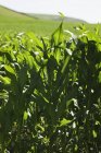 Plantes de maïs au champ à la lumière du soleil . — Photo de stock