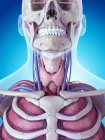 Human thyroid gland — Stock Photo