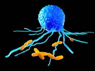 Leucocyte cell capturing harmful bacteria, computer illustration. — Stock Photo