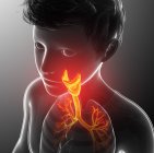 Анатомія щитовидної залози людини, комп'ютерна ілюстрація . — стокове фото