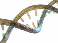 Расстегнутая молекула ДНК — стоковое фото