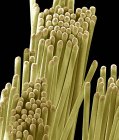 Toothbrush bristles, coloured scanning electron micrograph (SEM). — Stock Photo