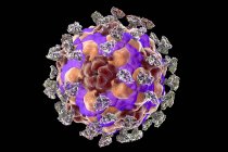 Энтеровирус с прикрепленными молекулами интегрина — стоковое фото