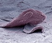 Farbige Rasterelektronenmikroskopie (sem) einer Plattenepithelzelle auf der Hautoberfläche. — Stockfoto