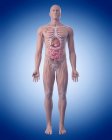 Human skeletal system and internal organs — Stock Photo