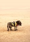 Domestic donkeys standing on beach. — Stock Photo