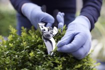 Close-up of woman using garden shears for trimming shrub. — Stock Photo