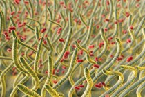 Клебсиелла пневмония бактерии в дыхательных путях, компьютерная иллюстрация
. — стоковое фото