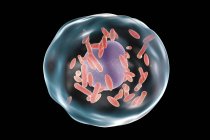 Q bactéries de fièvre à l'intérieur d'une cellule — Photo de stock