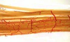 Micrografía ligera (LM) que muestra el suministro de sangre a las fibras musculares . - foto de stock