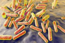 Непатогенные бактерии Propionibacterium — стоковое фото