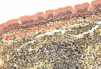 Трахея, облицованная цилированным столбцовым эпителием — стоковое фото
