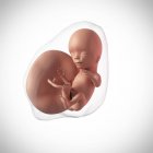 Idade do feto humano 15 semanas — Fotografia de Stock