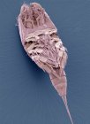 Copépode, micrographie électronique à balayage coloré (MEB) ). — Photo de stock