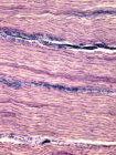 Сухожилля, що показує паралельні колагенні волокна — стокове фото