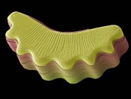 Еукаріотіческіх водоростей діатомовим — стокове фото