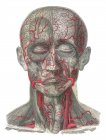 Struttura anatomica umana — Foto stock