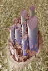 Dog hair, coloured scanning electron micrograph (SEM).In dogs several hairs emerge from a single follicle. — Stock Photo