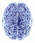 Cerebro humano sano - foto de stock