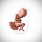 Âge du fœtus humain 32 semaines — Photo de stock