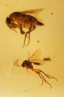 Insectos fosilizados en ámbar - foto de stock