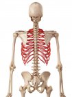 Anatomía de las costillas humanas - foto de stock