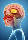 Anatomie de la tête révélant la structure du cerveau — Photo de stock