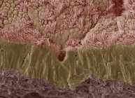 Micrographie électronique à balayage coloré (MEB) d'une membrane muqueuse fracturée de la trachée (conduit éolien), montrant l'épithélium et le tissu conjonctif sous-jacent . — Photo de stock