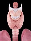 Ghiandola tiroidea umana — Foto stock