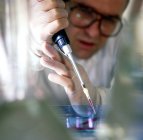 Investigador cargando muestra de ADN en gel de agarosa para separación por electroforesis . - foto de stock