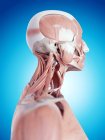 Neck muscles and structural anatomy — Stock Photo