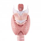 Glándula tiroides humana - foto de stock
