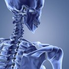 Ossos do esqueleto da parte superior do corpo — Fotografia de Stock