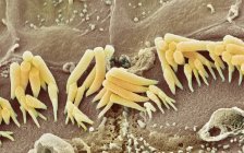 Кольоровий скануючий електронний мікрограф (SEM) чутливих внутрішніх клітин волосся з органу корті, в шелесті внутрішнього вуха . — стокове фото