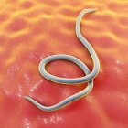 Parasitic nematode worm — Stock Photo