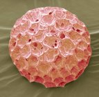 Phlox-Pollenkörner — Stockfoto
