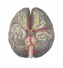 Vasos sanguíneos del cerebro - foto de stock