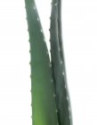 Primer plano de las hojas de Aloe Vera sobre fondo blanco . - foto de stock