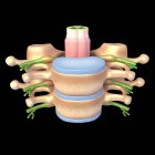 Structural anatomy of spine vertebrae — Stock Photo