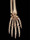 Huesos humanos de la mano anatomía - foto de stock