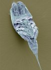 Copepod, micrografia eletrônica de varredura colorida (SEM ). — Fotografia de Stock