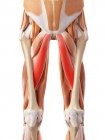 Músculos das nádegas humanas — Fotografia de Stock