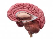 Внутренняя анатомия мозга — стоковое фото