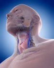 Anatomy of human neck — Stock Photo
