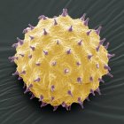 Abutilon sp. grains de pollen — Photo de stock