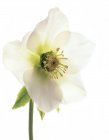 Квітка отруйної рослини Hellebore — стокове фото
