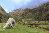 Alpaca pastando en el Camino Inca a Machu Picchu . - foto de stock